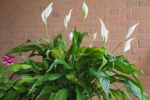 A close up horizontal image of a Spathiphyllum plant with green foliage and long white flowers with a brick wall in the background.