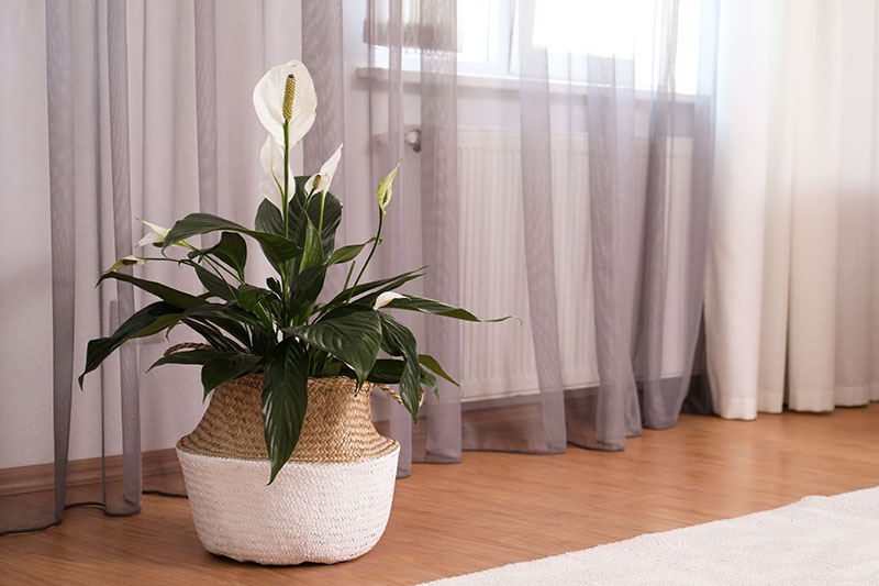 A close up horizontal image of a peace lily growing in a wicker basket, set on a wooden floor next to a radiator in a residence.