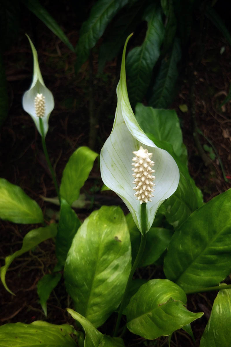 A close up vertical image of Spathiphyllum growing in the garden pictured on a dark soft focus background.