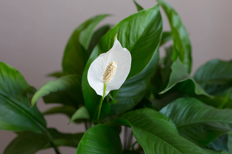 A close up of the green leaves and white spathe of a Spathiphyllum plant growing indoors.