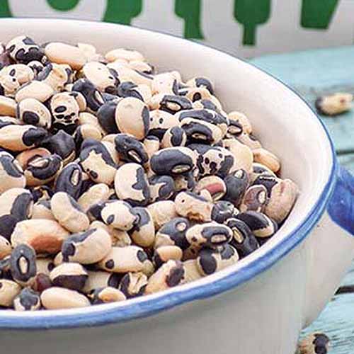 A close up square image of Vigna unguiculata 'Phenomenal' beans, dried, in a ceramic bowl set on a blue surface.