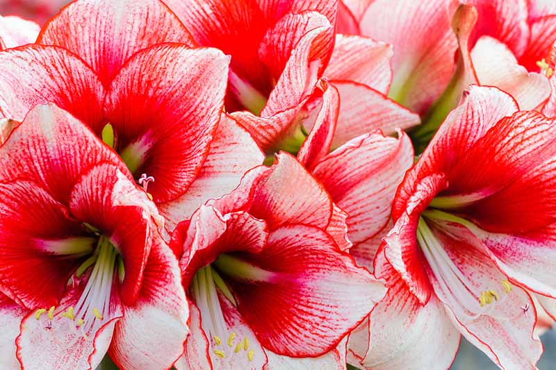 A close up horizontal image of pink and white flowers in a large bunch.