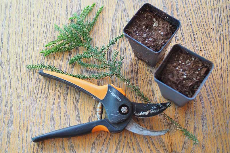 A top down horizontal image of pruners, a cutting from a Norfolk Island pine tree, and two black pots filled with soil, set on a wooden surface.
