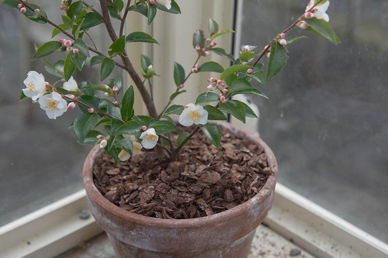A close up horizontal image of a small flowering camellia bush growing indoors in a terra cotta pot.