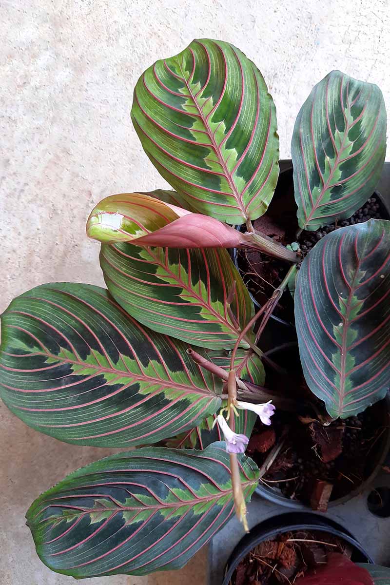 A close up vertical image of a prayer plant growing indoors with two tiny purple flowers between its decorative foliage.