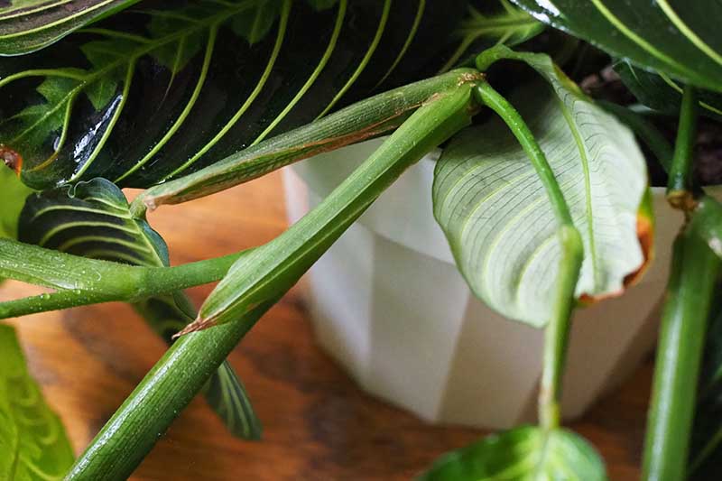 A close up horizontal image of the leaf nodes of a stem of a houseplant that will develop roots.