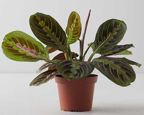 A close up horizontal image of a small red veined prayer plant growing in a plastic pot pictured on a light gray background.