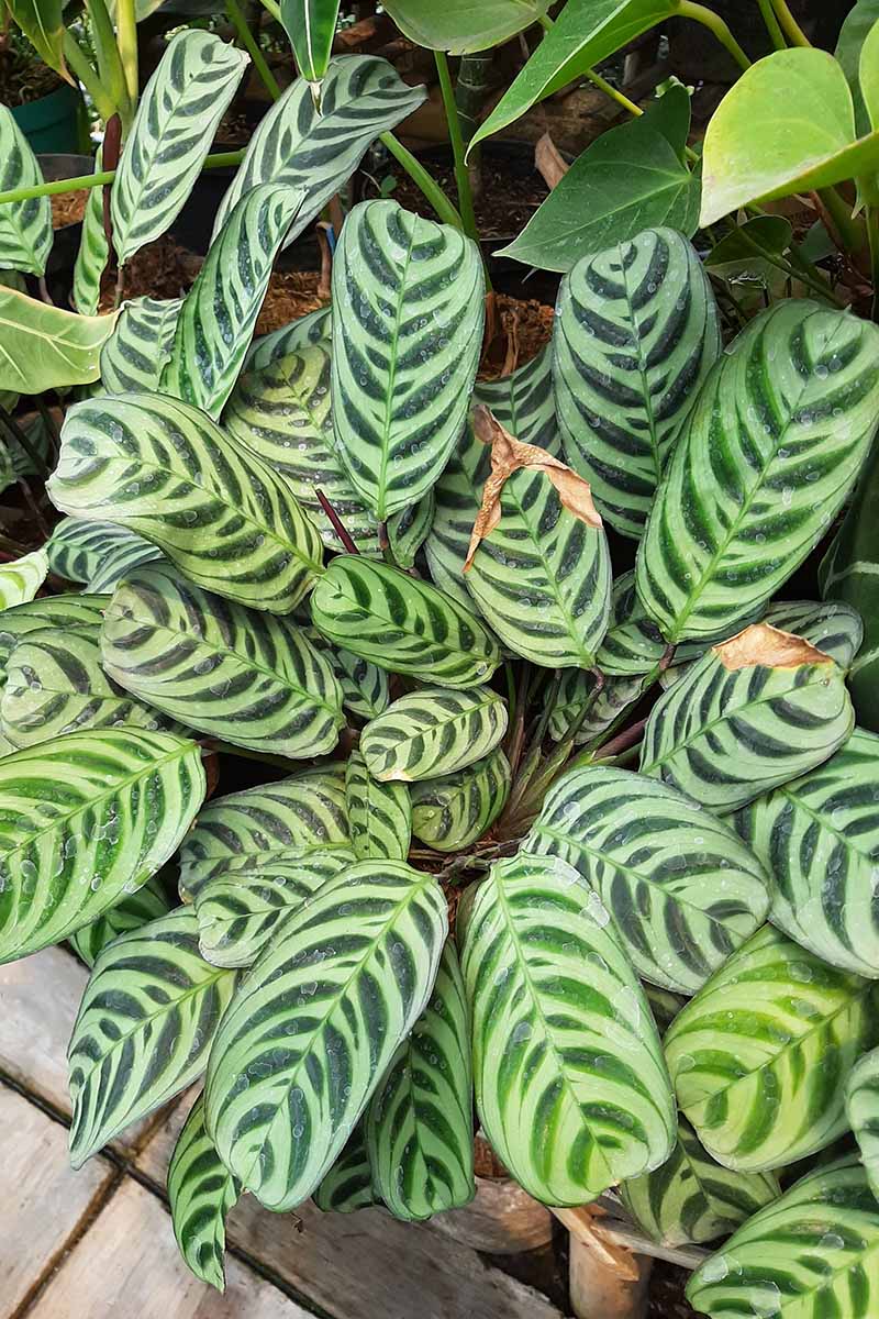A close up vertical image of a calathea plant growing outdoors with brown tips on the leaves.