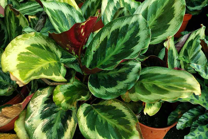 A close up horizontal image of a selection of prayer plants, some of which have brown tips on the leaves.