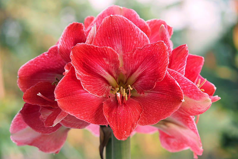 A close up horizontal image of a pink and red Hippeastrum flower pictured on a soft focus background.