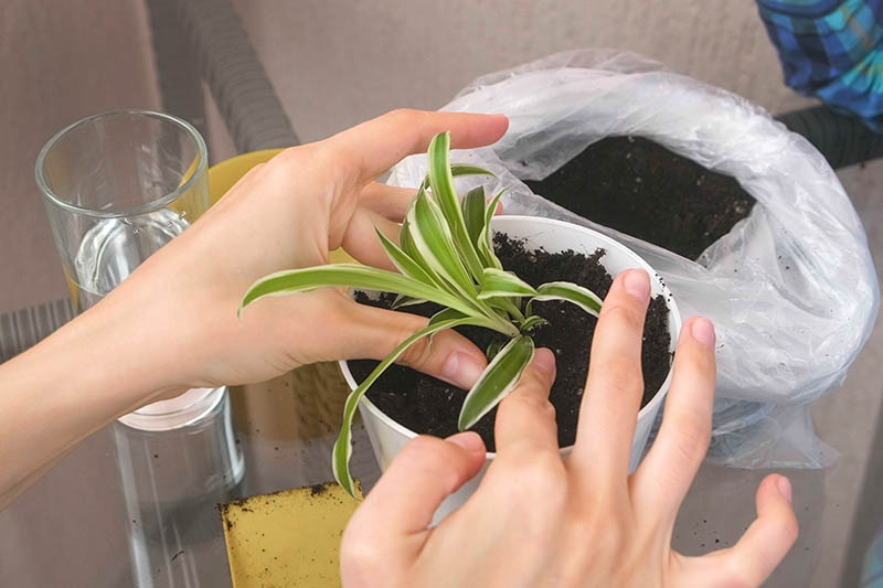 A close up horizontal image of two hands from the left of the frame repotting a Chlorophytum comosum plant.