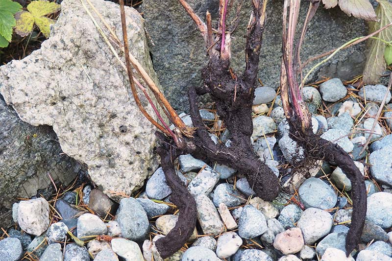 A close up horizontal image of rhizomes lifted from the ground for division of root cuttings.