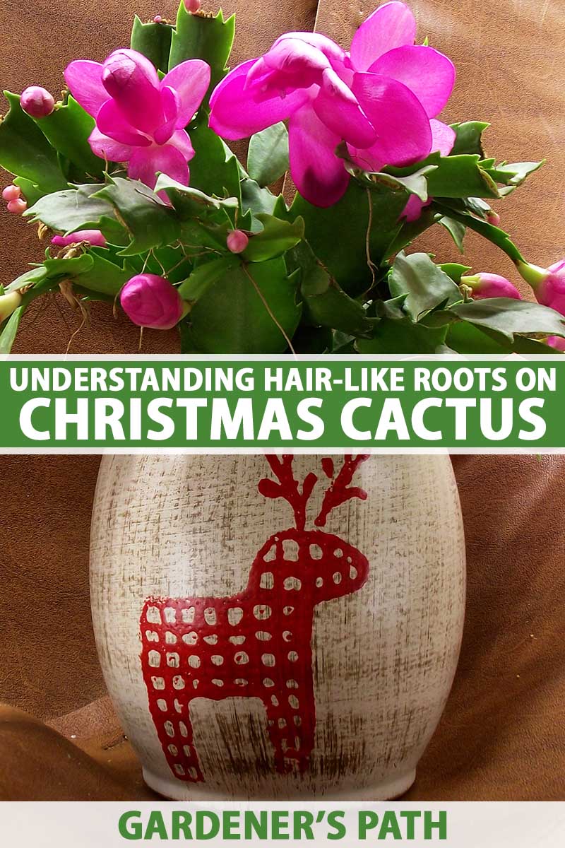 Christmas Cactus on Natural Fluff yarn