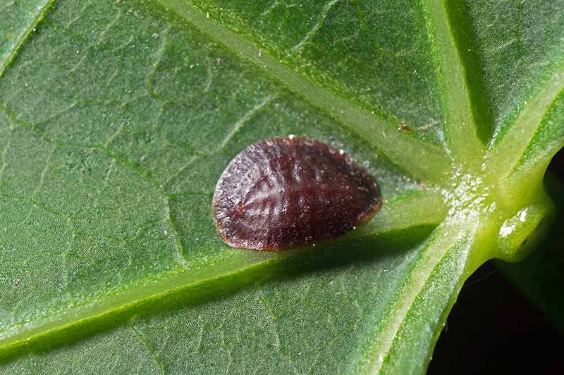 A close up horizontal image of a scale insect on a green leaf pictured on a soft focus background.