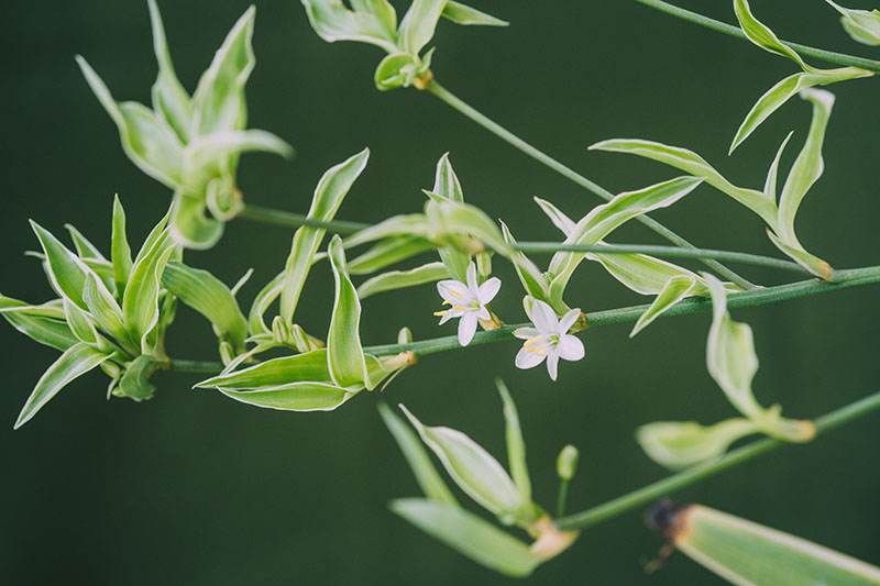 A close up horizontal image of various offsets and small white flowers of Chlorophytum comosum, pictured on a soft focus background.