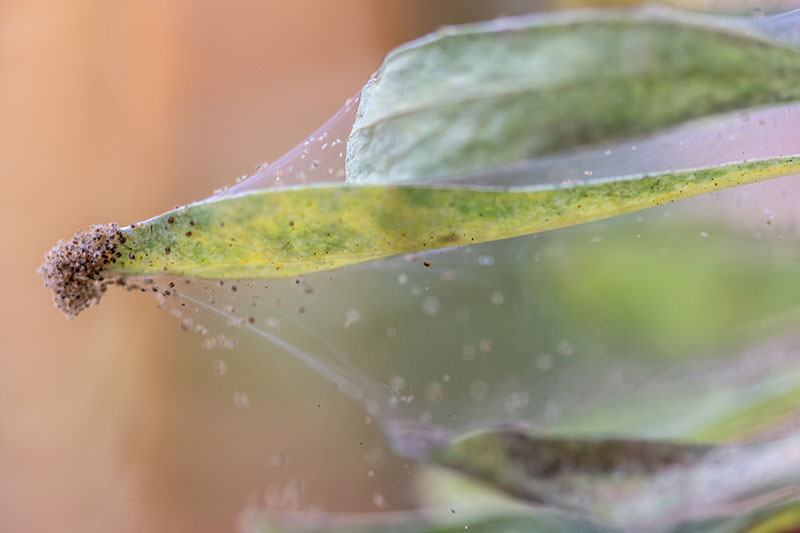 A close up horizontal image of a web created by spider mites on a leaf of a plant pictured on a soft focus background.