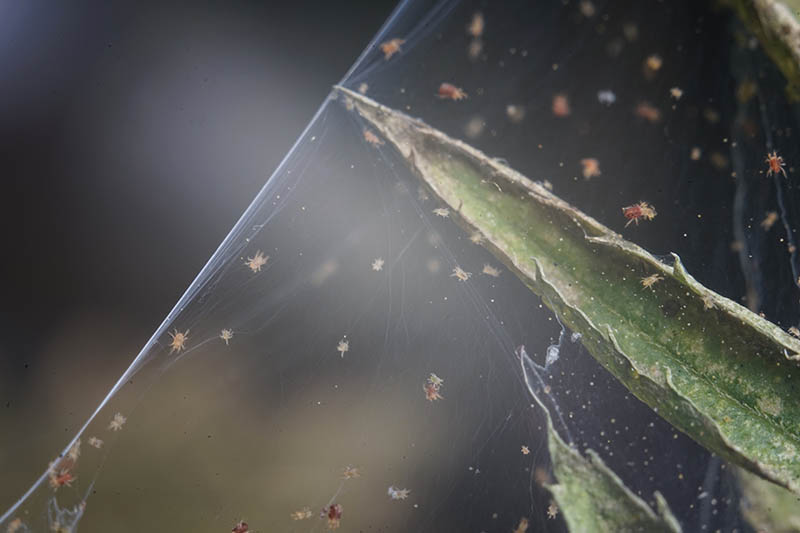 A close up horizontal image of spider mites, showing the web they make, growing on the branch of a shrub, pictured on a dark soft focus background.