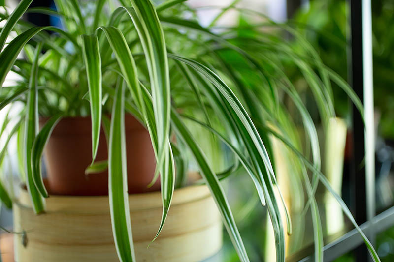 A close up horizontal image of a spider plant growing in a container indoors pictured on a soft focus background.