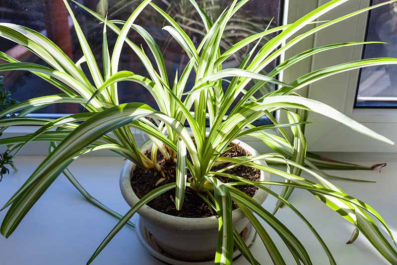 A close up horizontal image of a Chlorophytum comosum growing on a windowsill in light filtered sunshine.