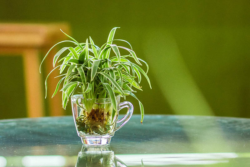 A close up horizontal image of a spider plant offset in water in a small glass jar set on a green surface and pictured on a soft focus background.