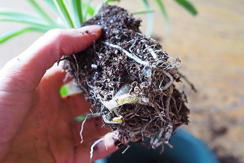 A close up horizontal image of the root ball of a Chlorophytum comosum just prior to repotting.