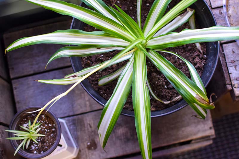 A close up top down image of two spider plants: a large "mother plant" in a big container and smaller potted offset.