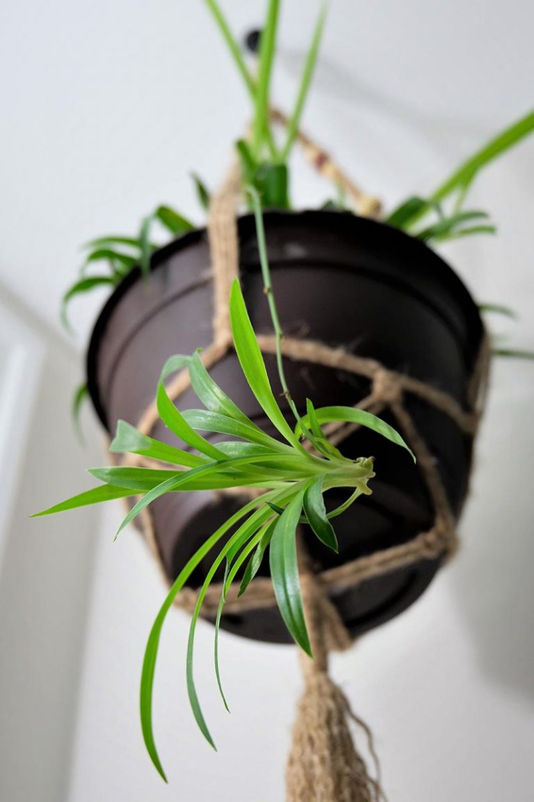 How to Grow and Care for Spider Plants Gardener’s Path