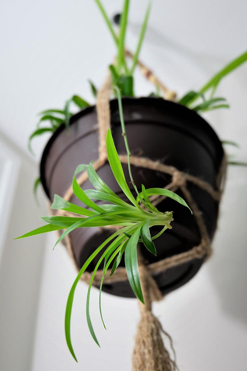 A close up vertical image of a hanging basket containing a Chlorophytum comosum plant, showing an offset hanging off the edge of the pot.