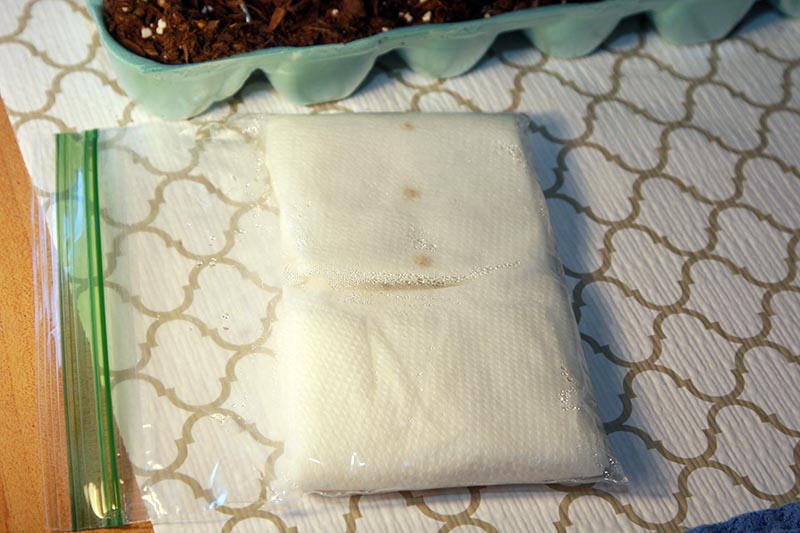 A close up horizontal image of a small plastic bag with damp paper towels for sprouting seeds, set on a gold and white surface.