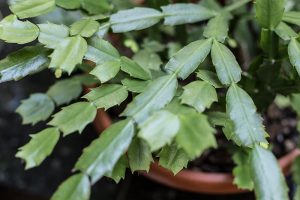 How to Identify and Control 7 Common Christmas Cactus Pests