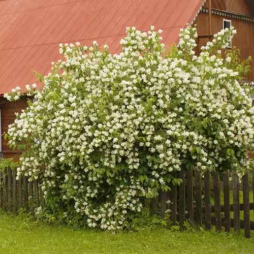  A square image of a large sweet mock orange growing over a fence.