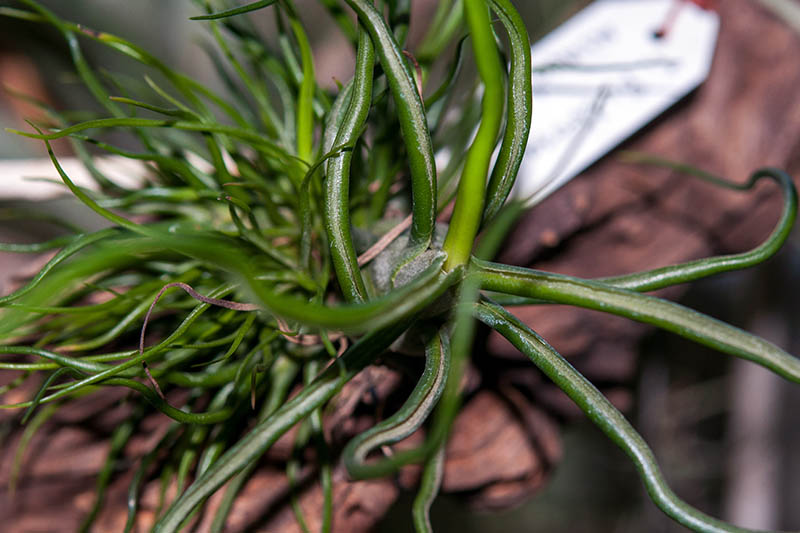 A close up horizontal image of a mesic air plant with succulent green foliage growing on a wooden branch pictured on a soft focus background.