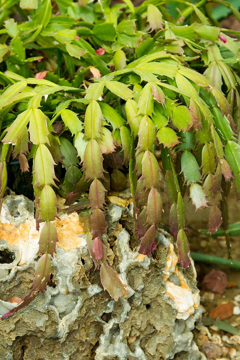 A close up vertical image of a Schlumbergera plant growing outdoors in a rocky environment.