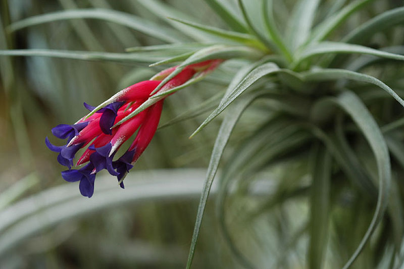 A close up horizontal image of T. aeranthos with a bright red and purple flower growing indoors pictured on a soft focus background.