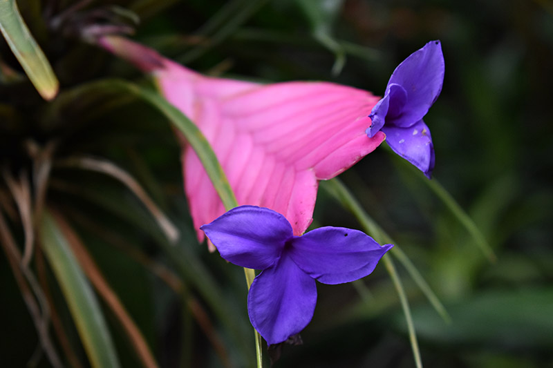 A close up horizontal image of a Tillandsia cyanea with a bright pink and purple flower spike, pictured on a soft focus background.