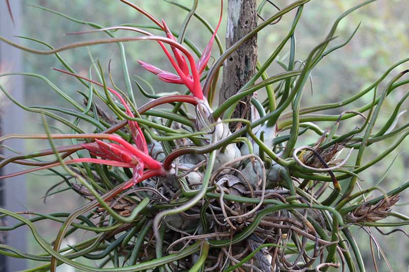A close up horizontal image of a Tillandsia bulbosa growing on a wooden stake with bright red and green foliage pictured on a soft focus background.
