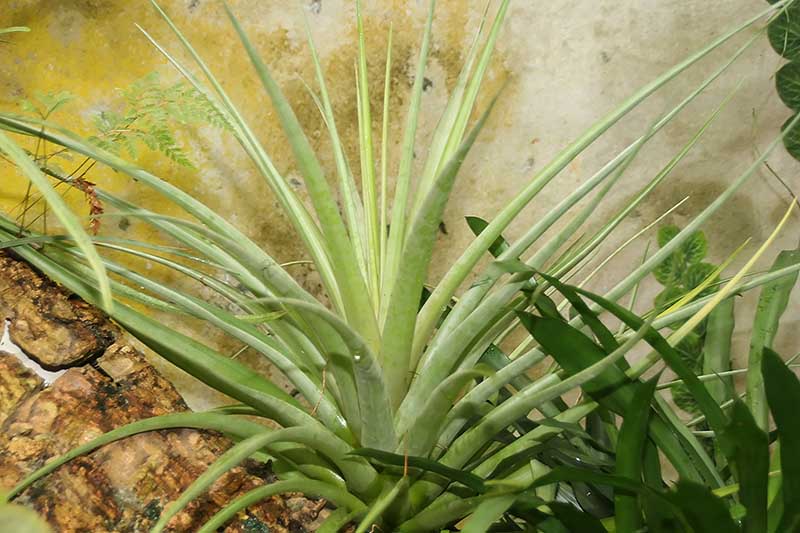 A close up horizontal image of Tillandsia capitata growing outdoors next to a dirty white wall.