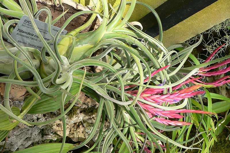 A close up horizontal image of a Tillandsia caput medusae with green foliage and bright pink flowers.