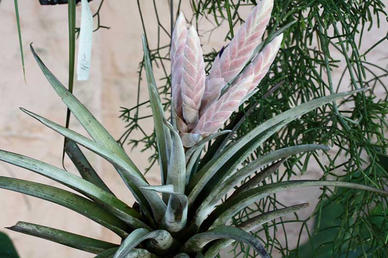 A close up horizontal image of Tillandsia chiapensis with light purple inflorescences pictured on a soft focus background.