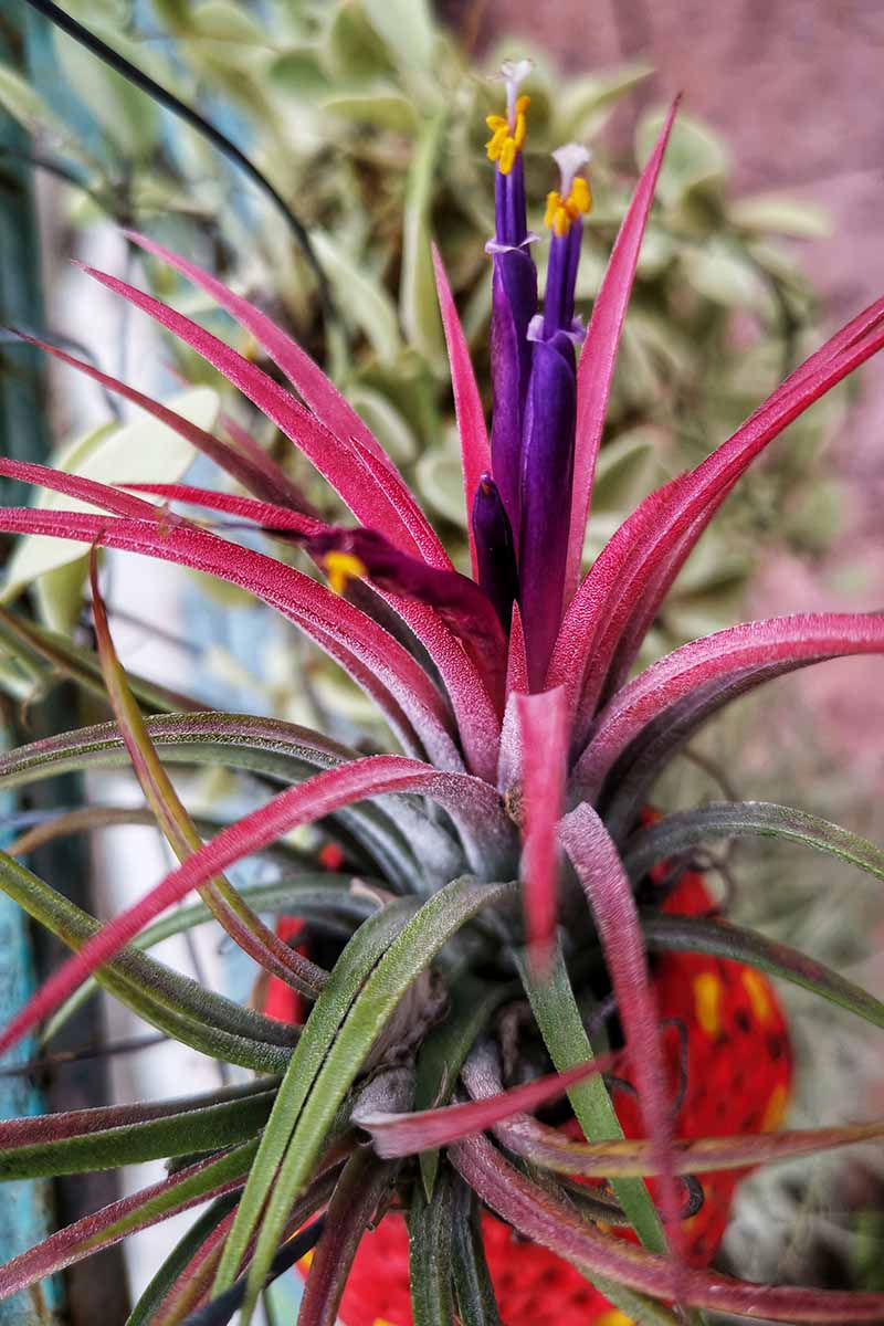 A close up vertical image of the bright foliage of an indoor air plant pictured on a soft focus background.