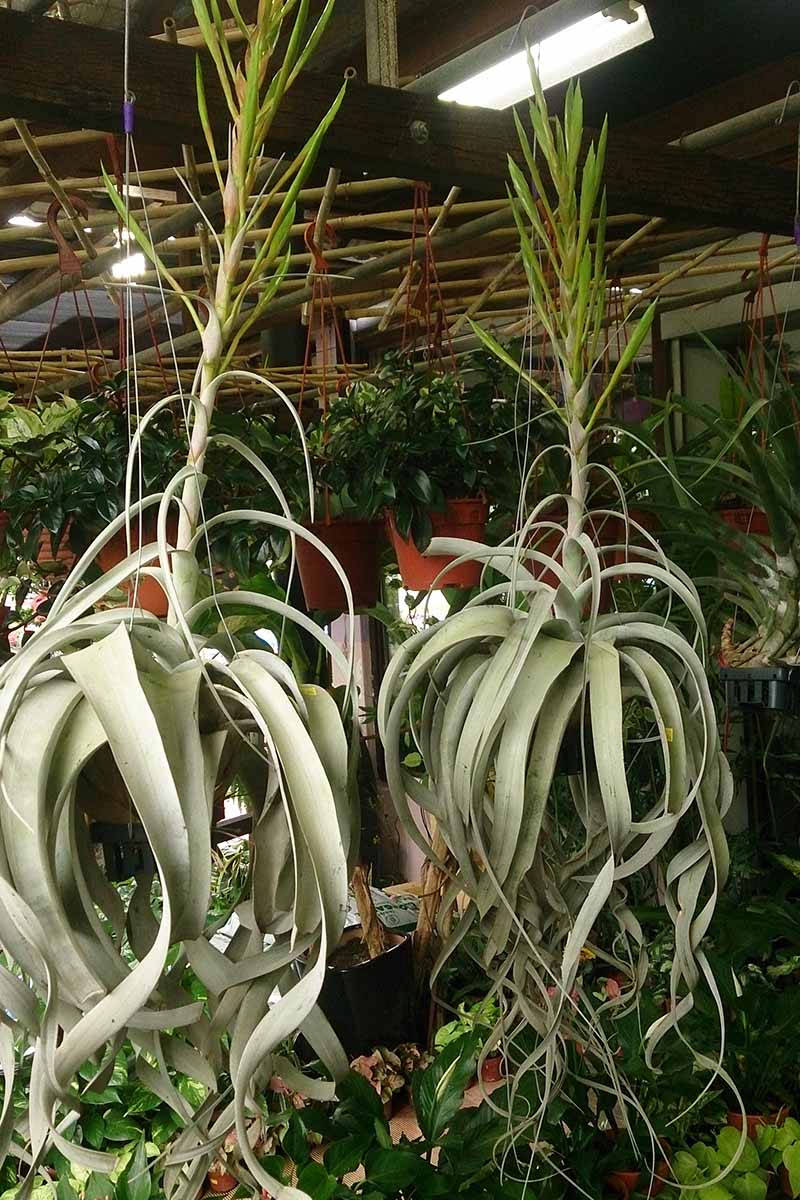 A close up vertical image of large T. xerographica growing indoors under grow lights surrounded by different types of foliage.