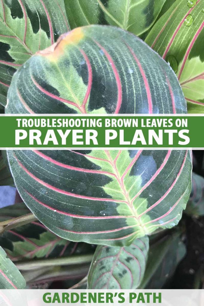 A close up vertical image of a prayer plant with variegated foliage that has started to go brown at the tips of the leaves. To the center and bottom of the frame is green and white printed text.