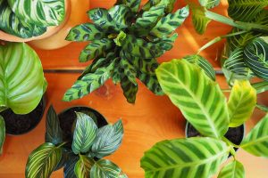 21 of the Most Stunning Species of Prayer Plants to Grow at Home