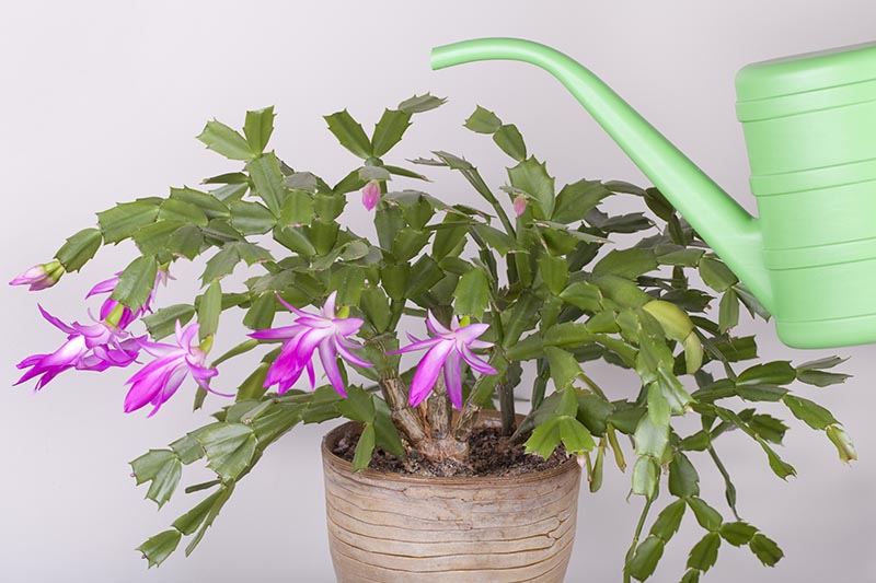 A close up horizontal image of a green watering can from the right of the frame above a Schlumbergera plant with bright pink and white flowers pictured on a white background.