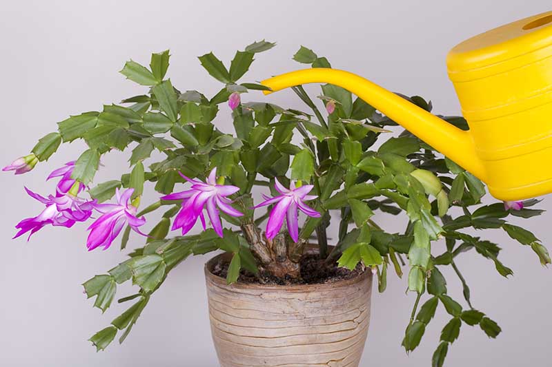 A close up horizontal image of a Schlumbergera plant with bright pink flowers growing in a ceramic pot, with a yellow watering can to the right of the frame.