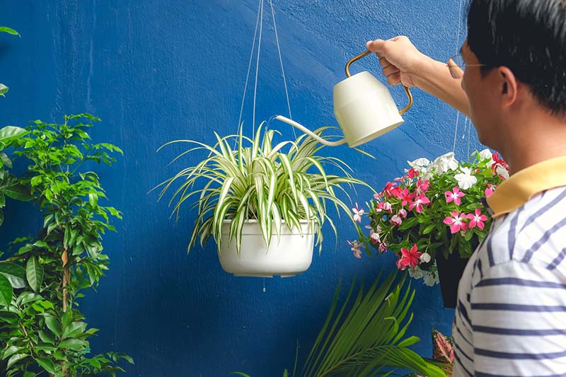 6 Reverse ~ Spider Plant Large Babies Hanging Baskets/Pot Clean Inside Air 