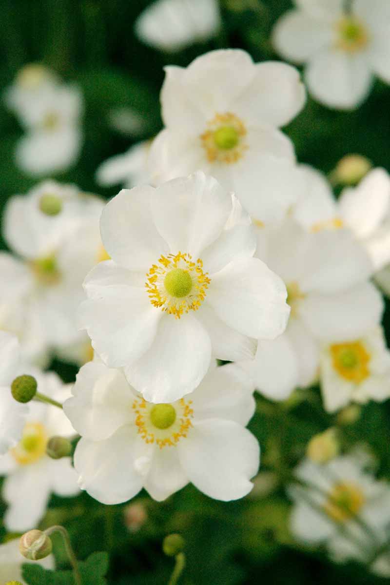 A close up vertical image of white Japanese anemone flowers growing in the garden pictured on a soft focus background.