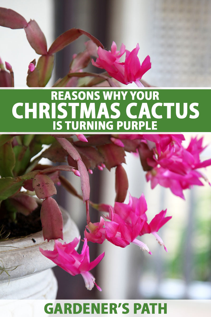 Why Is My Christmas Cactus Turning Purple? | Gardener\'s Path