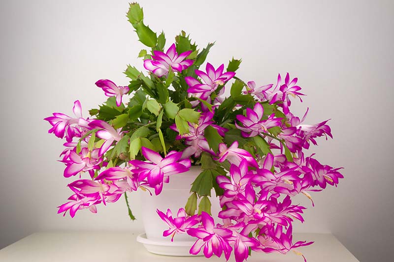 A close up horizontal image of a Christmas cactus in full bloom with pink and white flowers.