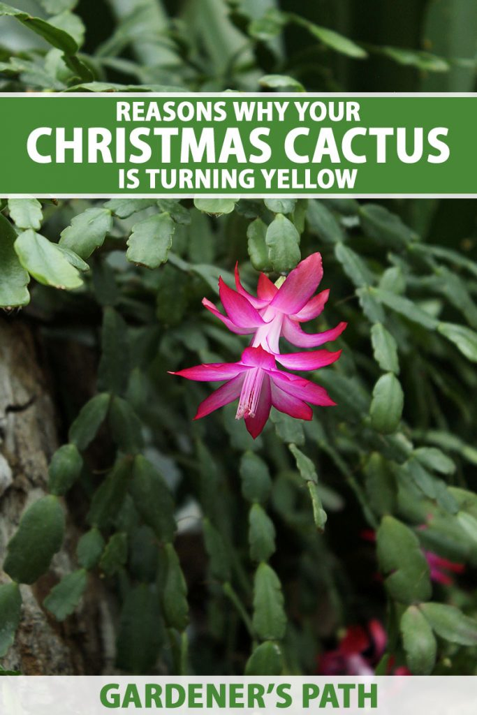 A close up vertical image of a Schlumbergera plant with a bright pink flower growing in the wild on the trunk of a tree. To the top and bottom of the frame is green and white printed text.